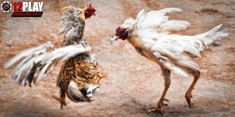 Cách chọn những chiến kê trăm trận trăm thắng