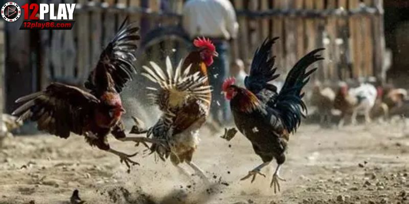 Chiến thuật và bản lĩnh tạo nên gà Asil