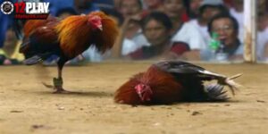 Đá gà cựa dao