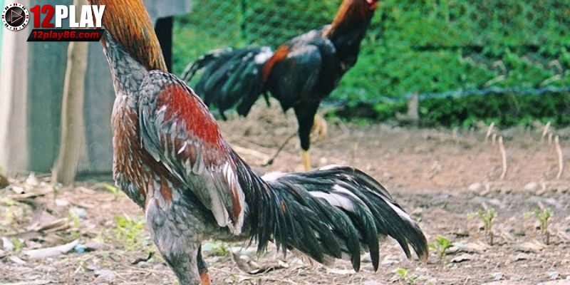 Gà Asil uy lực và thông minh