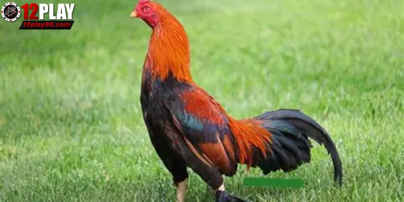 Nguồn gốc của giống gà Asil anh em nên biết
