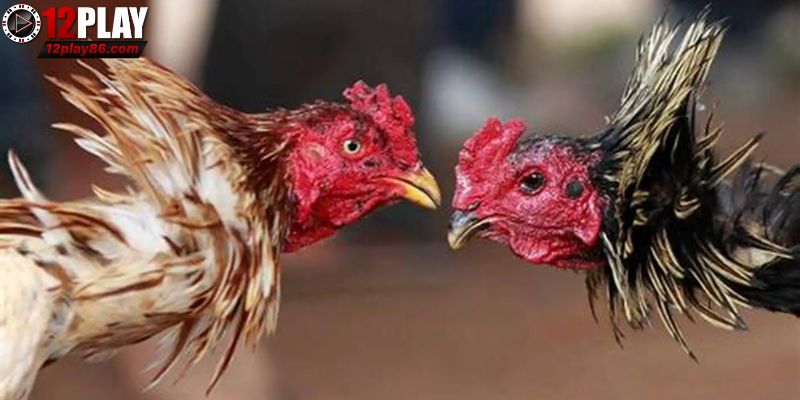 Quy định quốc tế áp dụng trong đá gà cựa sắt Thomo
