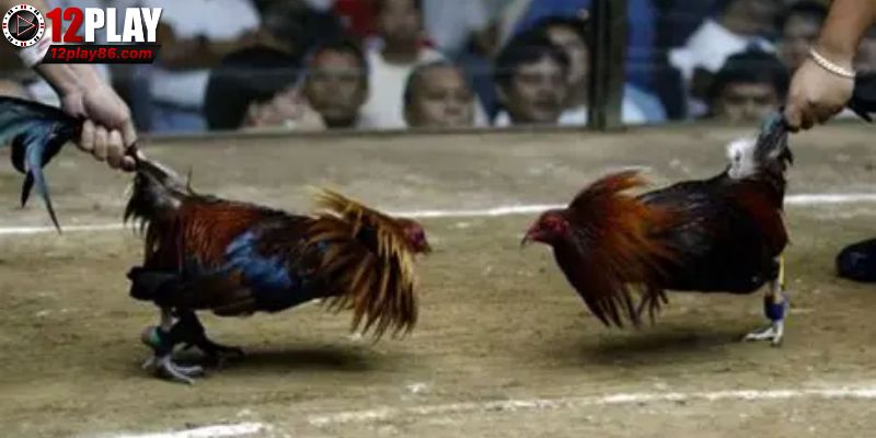 Thể loại được bet thủ chọn